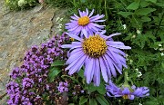 37 Fiori d'Astro (Aster)